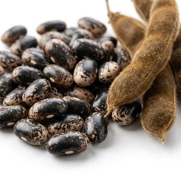 Samtbohne (Mucuna)